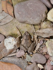 Microhyla mukhlesuri