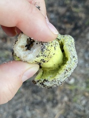 Hypomyces luteovirens