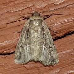 Sympistis dinalda