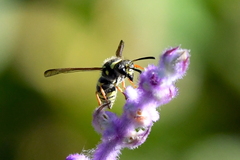 Ancistrocerus bustamente