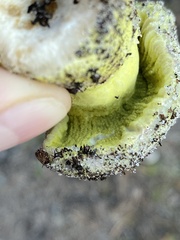 Hypomyces luteovirens