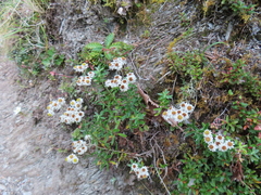 Anaphalis morrisonicola