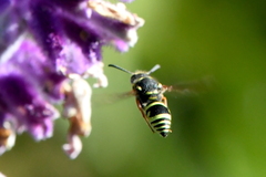Ancistrocerus bustamente