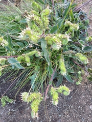Phacelia imbricata