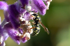 Ancistrocerus bustamente