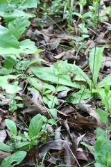 Spigelia gentianoides gentianoides