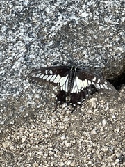 Papilio polyxenes rudkini