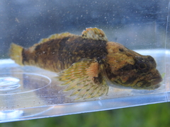 Cottus