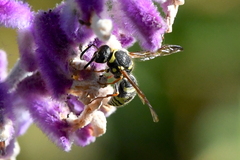 Ancistrocerus bustamente