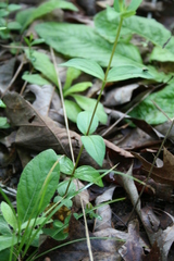 Spigelia gentianoides gentianoides
