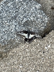 Papilio polyxenes rudkini