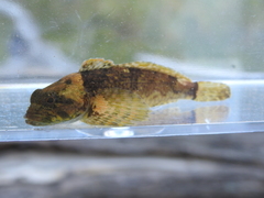 Cottus