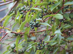 Lonicera acuminata