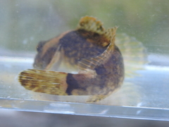 Cottus