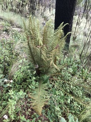Polystichum speciosissimum