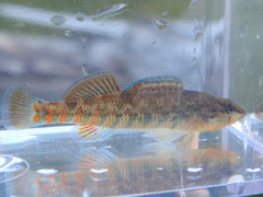 Etheostoma caeruleum