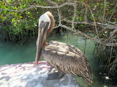 Pelecanus occidentalis urinator