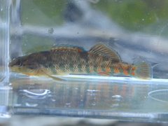 Etheostoma caeruleum