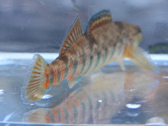 Etheostoma caeruleum