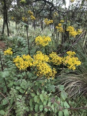 Packera sanguisorbae