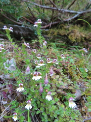 Euphrasia transmorrisonensis