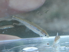 Notropis volucellus