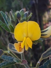 Rhynchosia chrysoscias