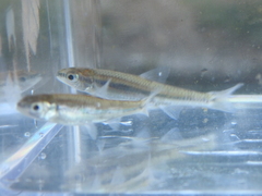 Notropis volucellus