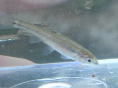 Notropis volucellus