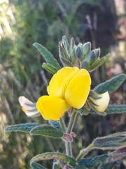 Rhynchosia chrysoscias