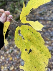 Hormaphis hamamelidis