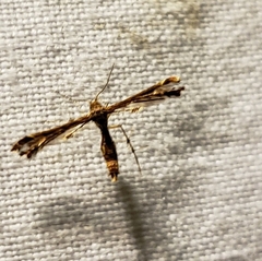Pterophorinae