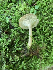 Lactarius griseus