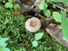 Lactarius griseus