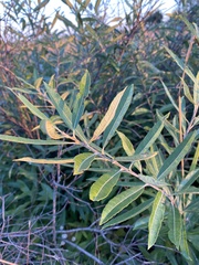 Salix candida