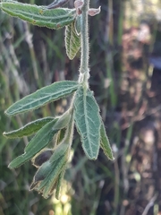 Rhynchosia chrysoscias