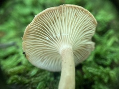 Lactarius griseus