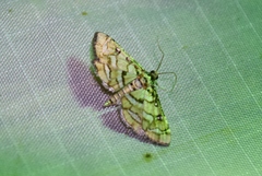 Hileithia magualis