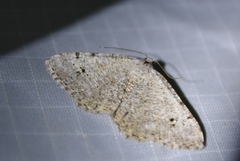 Digrammia pallidata