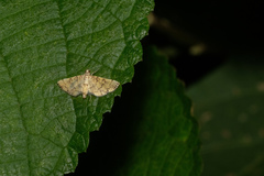 Lamprosema tampiusalis