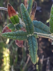 Rhynchosia chrysoscias