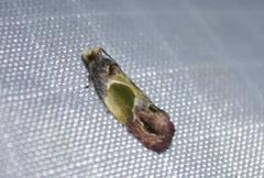 Eumarozia malachitana