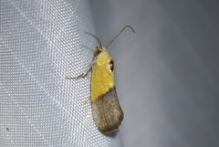 Ponometia semiflava