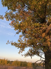 Quercus ellipsoidalis