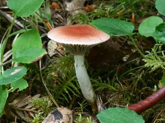 Gomphidius subroseus