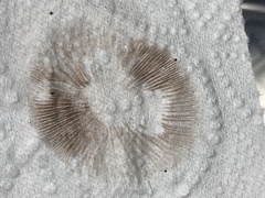 Stropharia caerulea
