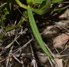 Talinum aurantiacum