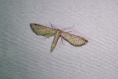 Euacidalia brownsvillea