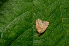 Anachrostis