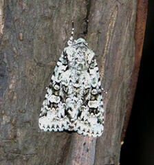 Lacinipolia laudabilis